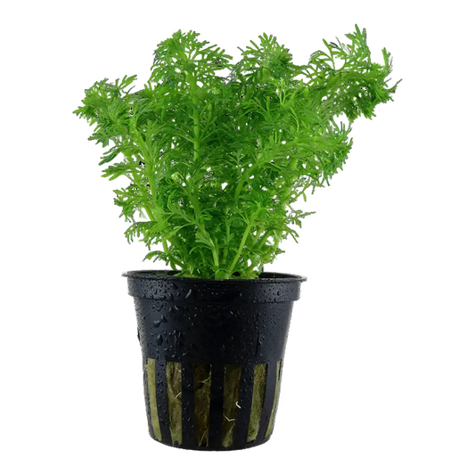Limnophila Sessiliflora - Tropica