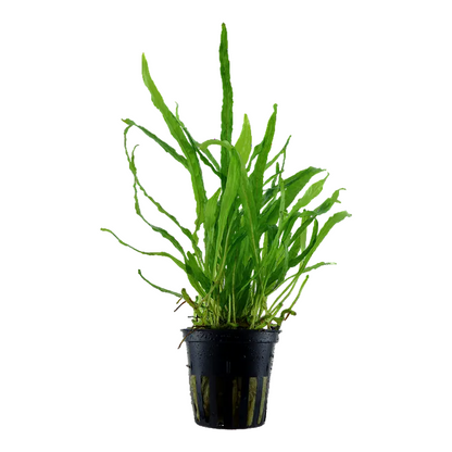 Microsorum Pteropus ‘Narrow’ - Java Fern 'Narrow' - Tropica