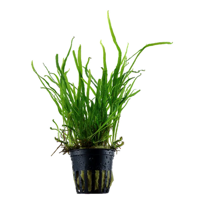Microsorum pteropus ‘Trident’ - Jave Fern 'Trident' - Tropica