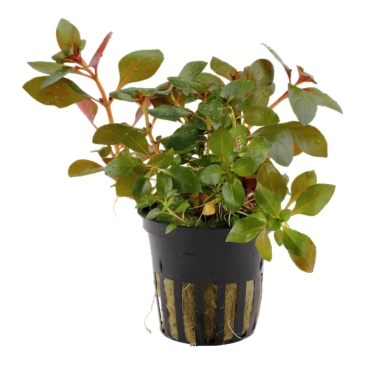 Ludwigia Repens 'Rubin' - Tropica