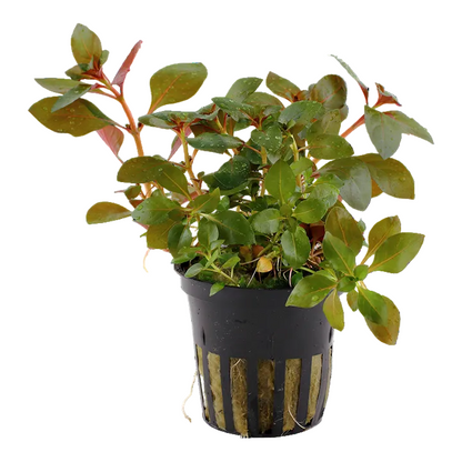 Ludwigia Repens 'Rubin' - Tropica