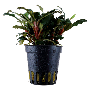 Bucephalandra sp. 'Red' - Tropica