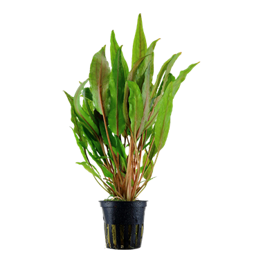 Cryptocoryne Undulata 'Broad Leaves' - Tropica