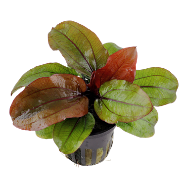Echinodorus 'Reni' - Tropica