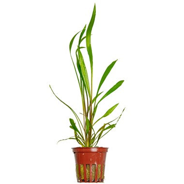 Cryptocoryne Spiralis 'Red' - Tropica