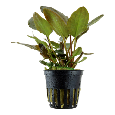 Lagenandra Meeboldii 'Red' - Tropica