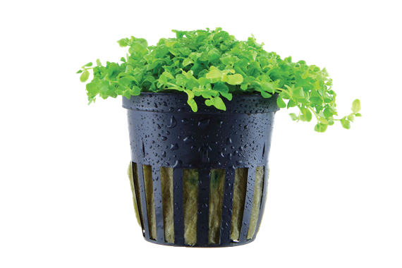 Micranthemum Tweediei 'Monte Carlo' - Tropica