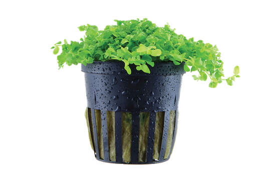 Micranthemum Tweediei 'Monte Carlo' - Tropica