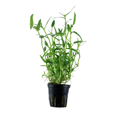 Murdannia Keisak - Tropica