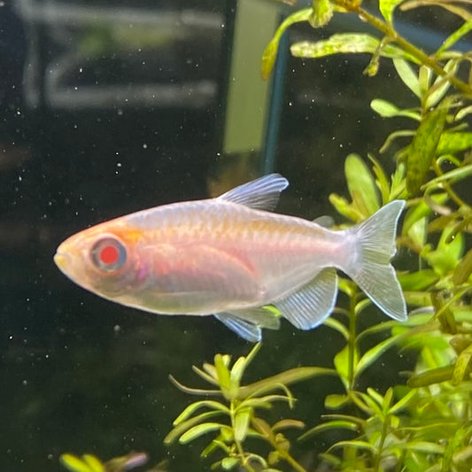 Albino Congo Tetra - Phenacogramus Interuptus var
