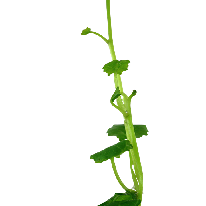 Cardamine Lyrata - Tropica