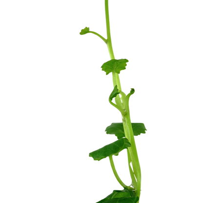 Cardamine Lyrata - Tropica