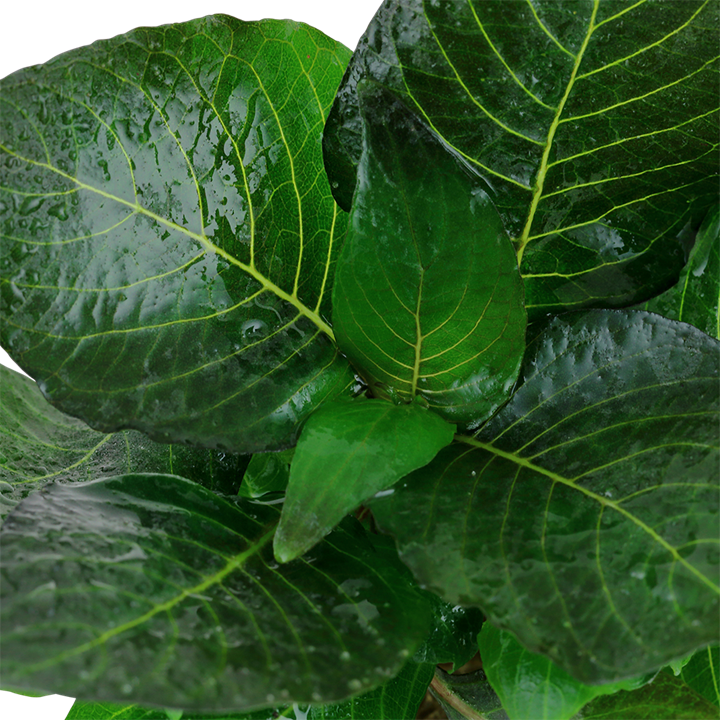 Hygrophila Corymbosa 'Compact' - Tropica