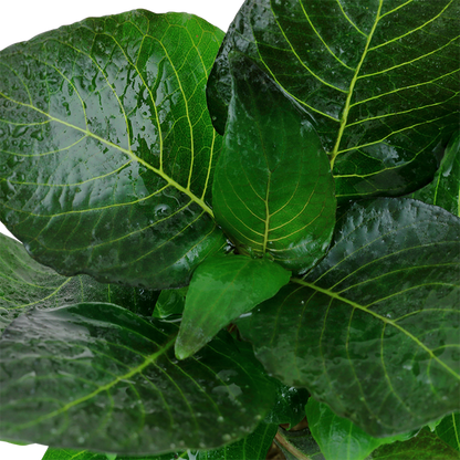 Hygrophila Corymbosa 'Compact' - Tropica