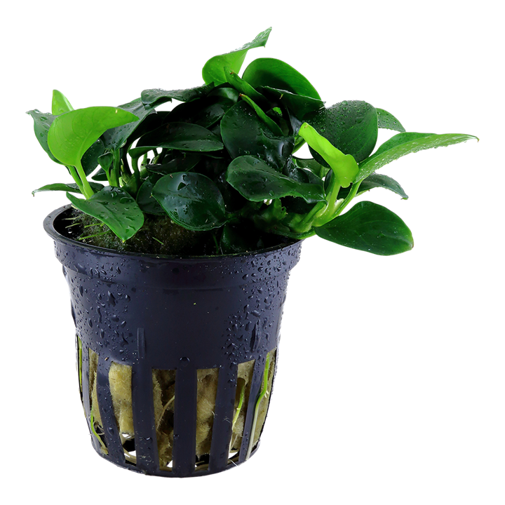Anubias Barteri 'Petite' - Tropica