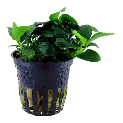 Anubias Barteri 'Petite' - Tropica