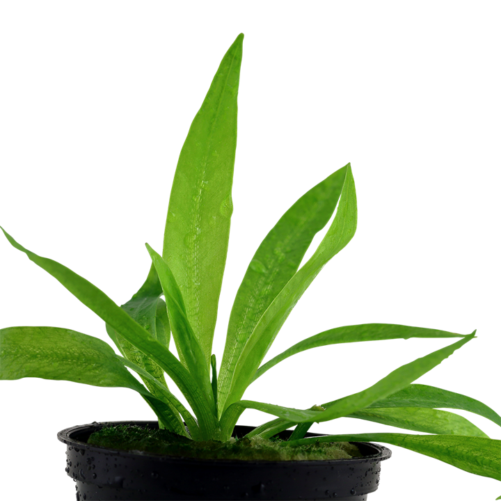 Helanthium Bolivianum 'Quadricostatus' - Tropica