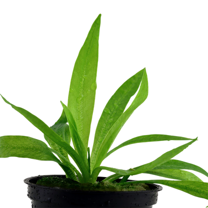 Helanthium Bolivianum 'Quadricostatus' - Tropica