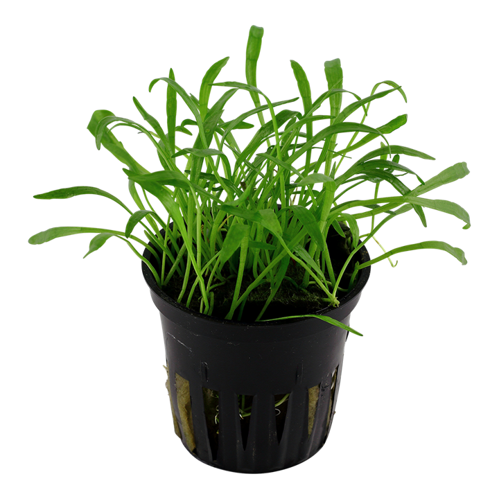 Lilaeopsis Brasiliensis - Tropica
