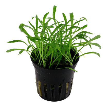 Lilaeopsis Brasiliensis - Tropica