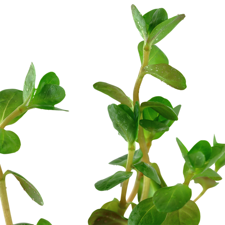 Rotala Rotundifolia - Tropica
