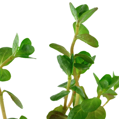 Rotala Rotundifolia - Tropica