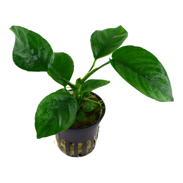 Anubias Barteri Caladiifolia - Tropica