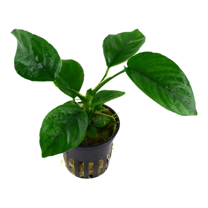 Anubias Barteri Caladiifolia - Tropica