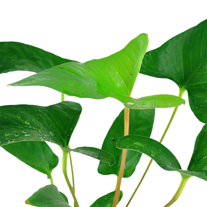 Anubias Gracilis - Tropica