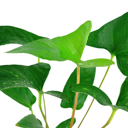 Anubias Gracilis - Tropica