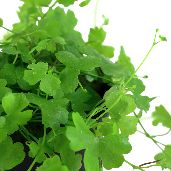 Hydrocotyle Tripartita - Tropica