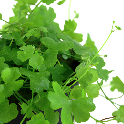 Hydrocotyle Tripartita - Tropica