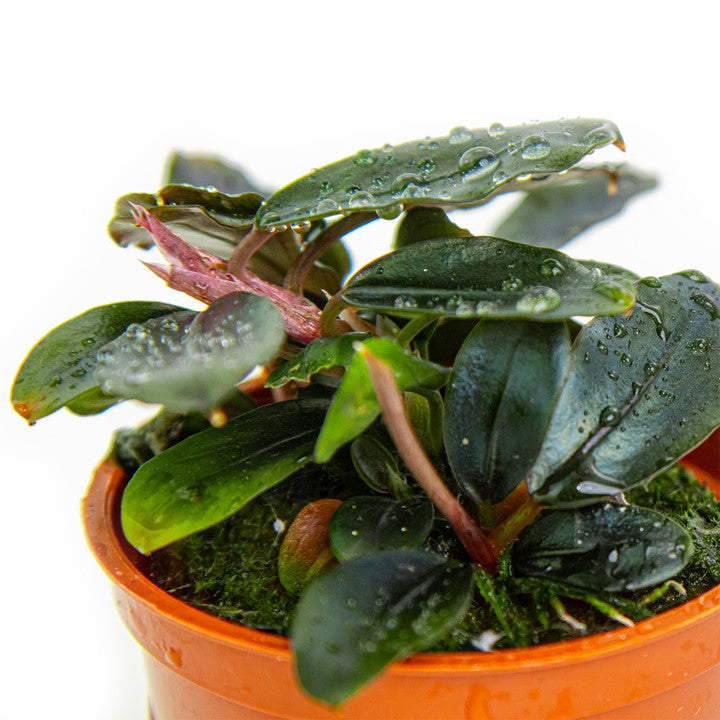 Bucephalandra Sordidula 'Blue' - Tropica