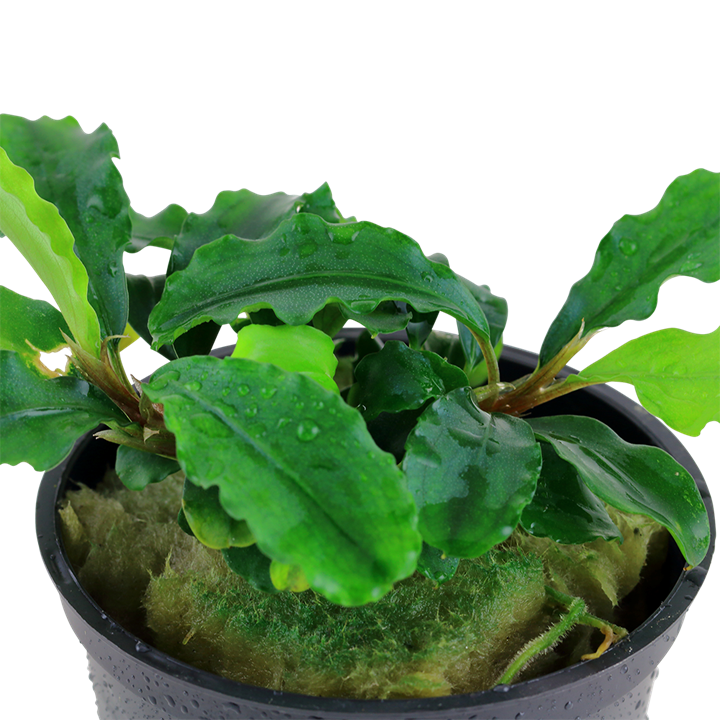 Bucephalandra Pygmaea 'Wavy Green' - Tropica