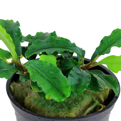 Bucephalandra Pygmaea 'Wavy Green' - Tropica