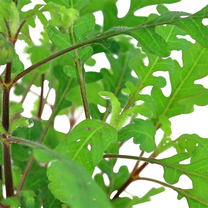 Hygrophila Pinnatifida - Tropica
