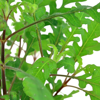 Hygrophila Pinnatifida - Tropica
