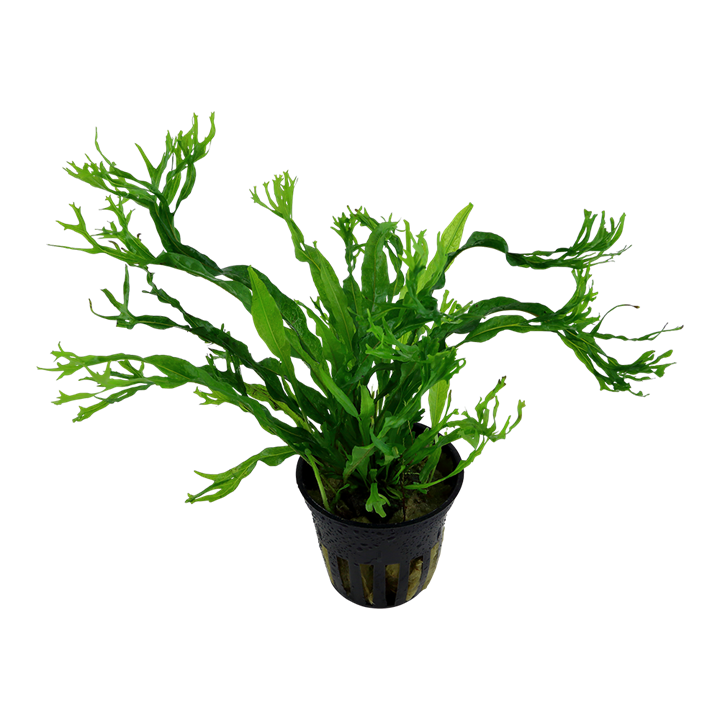 Microsorum Pteropus - Java Fern 'Windelov' - Tropica