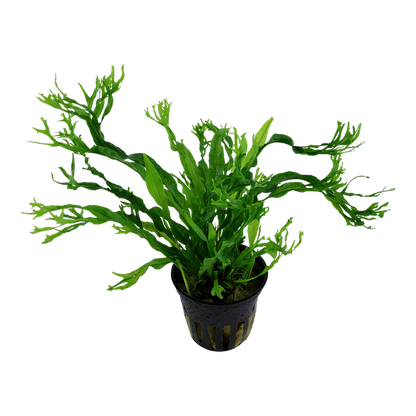 Microsorum Pteropus - Java Fern 'Windelov' - Tropica