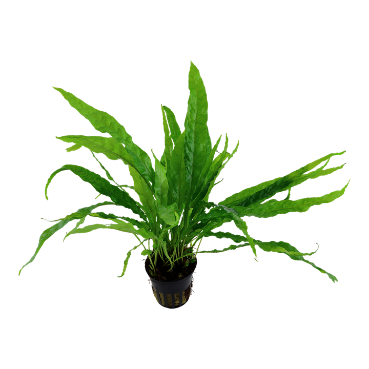 Microsorum Pteropus - Classic Java Fern - Tropica