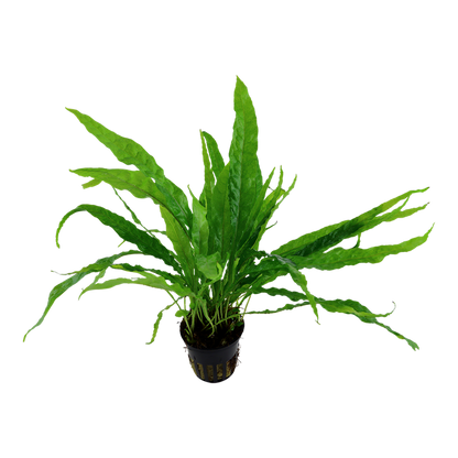 Microsorum Pteropus - Classic Java Fern - Tropica