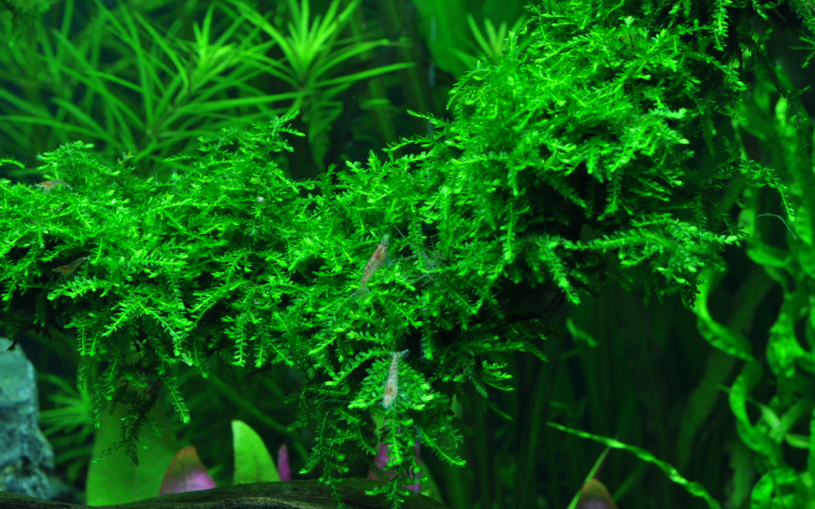 Vesicularia ferriei 'Weeping Moss' - Tropica