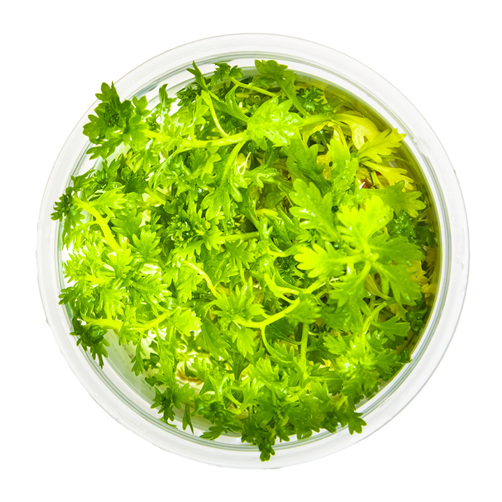 Hottonia Palustris - Tissue Culture - Tropica