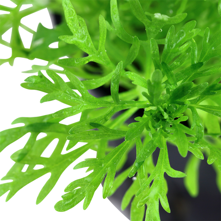 Limnophila Aquatica - Tropica