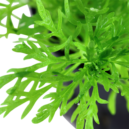 Limnophila Aquatica - Tropica
