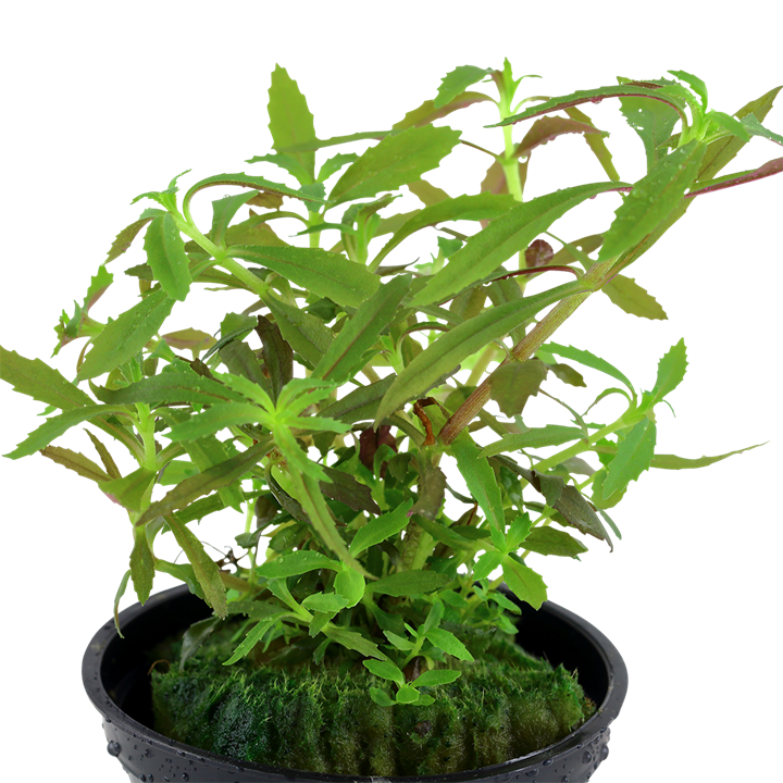 Limnophila Hippuridoides - Tropica