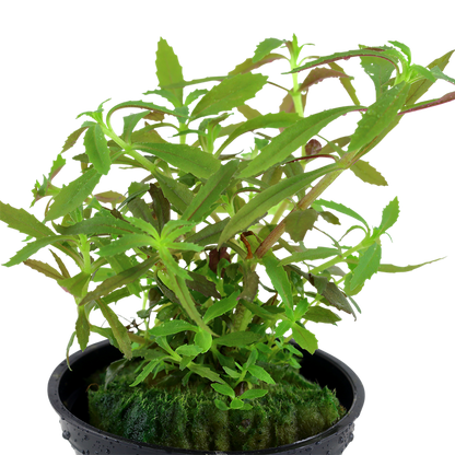 Limnophila Hippuridoides - Tropica