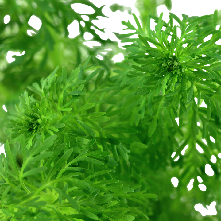 Limnophila Sessiliflora - Tropica