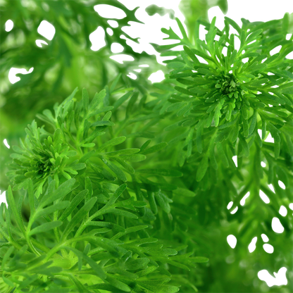 Limnophila Sessiliflora - Tropica