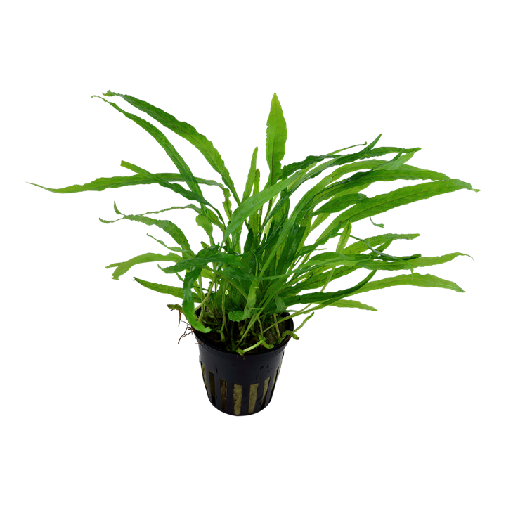 Microsorum Pteropus ‘Narrow’ - Java Fern 'Narrow' - Tropica